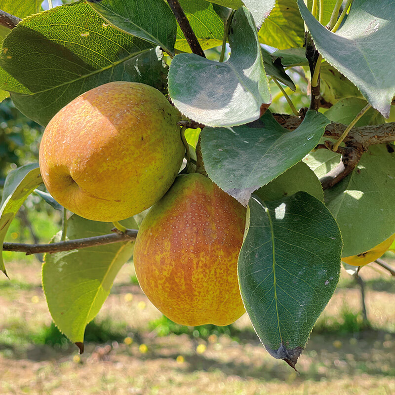 【顺丰发货】新疆库尔勒香梨新生鲜水果冰糖雪梨大美疆遇礼盒整箱 库尔勒香梨8斤大果120-150g
