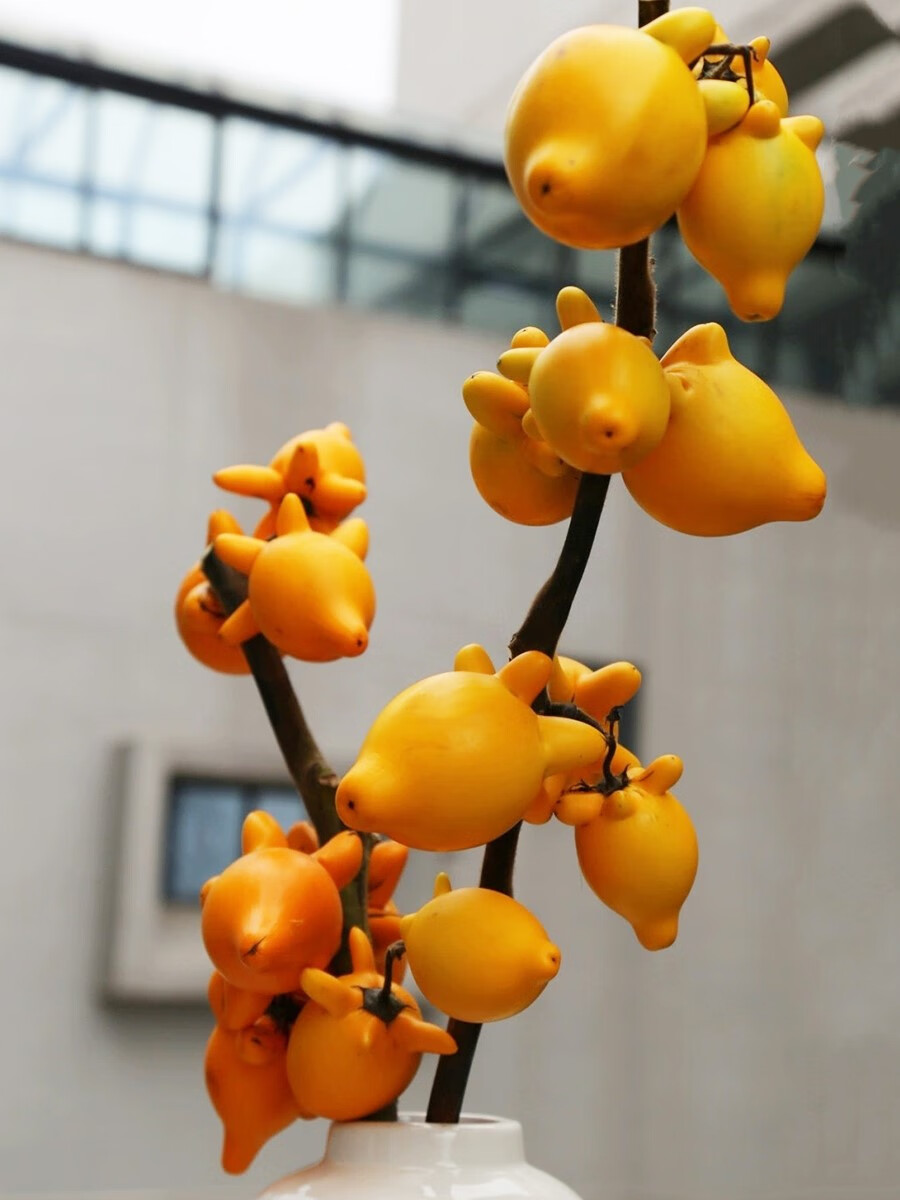 桐汝壁五代果同堂斗南鲜花基地直发昆明花卉市场批鲜切花发黄金福 五