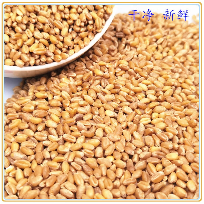 晗畅5至50斤小麦粒喂鸡鸭鹅鸽子家禽饲料原料钓鱼打窝猫草麦芽糖干净
