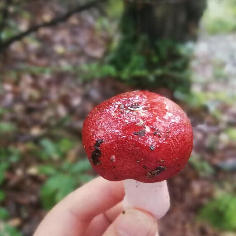 宜享健康味巴哥红菌子  四川红蘑菇 干货 红椎菌红姑红磨菇土特产150