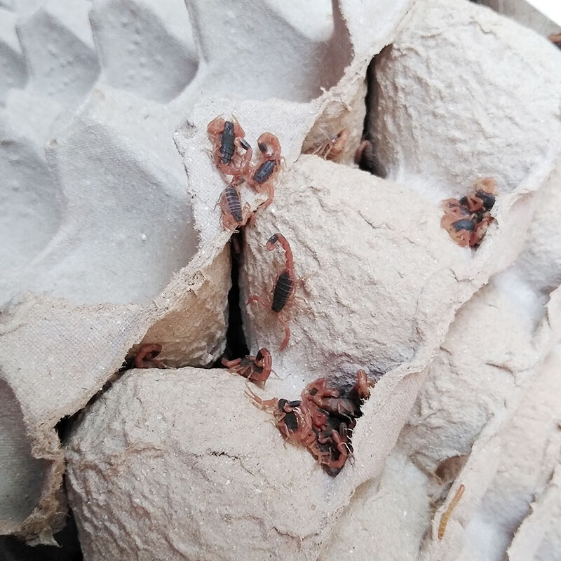 蝎子养殖苗幼苗孕蝎种蝎东亚钳蝎全蝎子宠物泡酒入药活虫饲养 2龄100