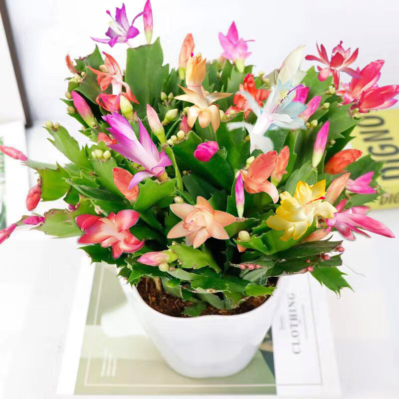 晗畅多色蟹爪兰花苗盆栽开花不断好养易活室内观花花卉绿植 混色10棵