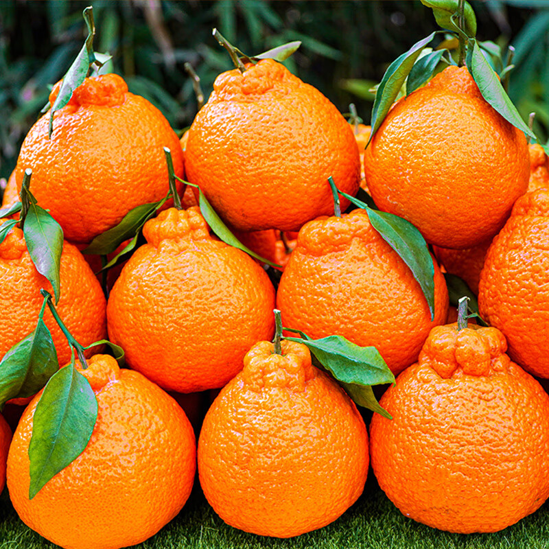 思念四川不知火丑橘新鲜水果丑柑橘子整箱当季耙耙粑粑桔子丑八怪 2斤