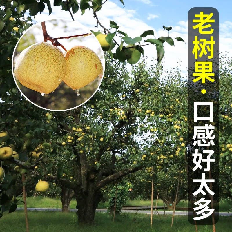 陕西蒲城酥梨 冰糖雪梨当季新鲜水果脆甜多汁现摘现发 陕西酥梨4.5-5斤 | 单果250g