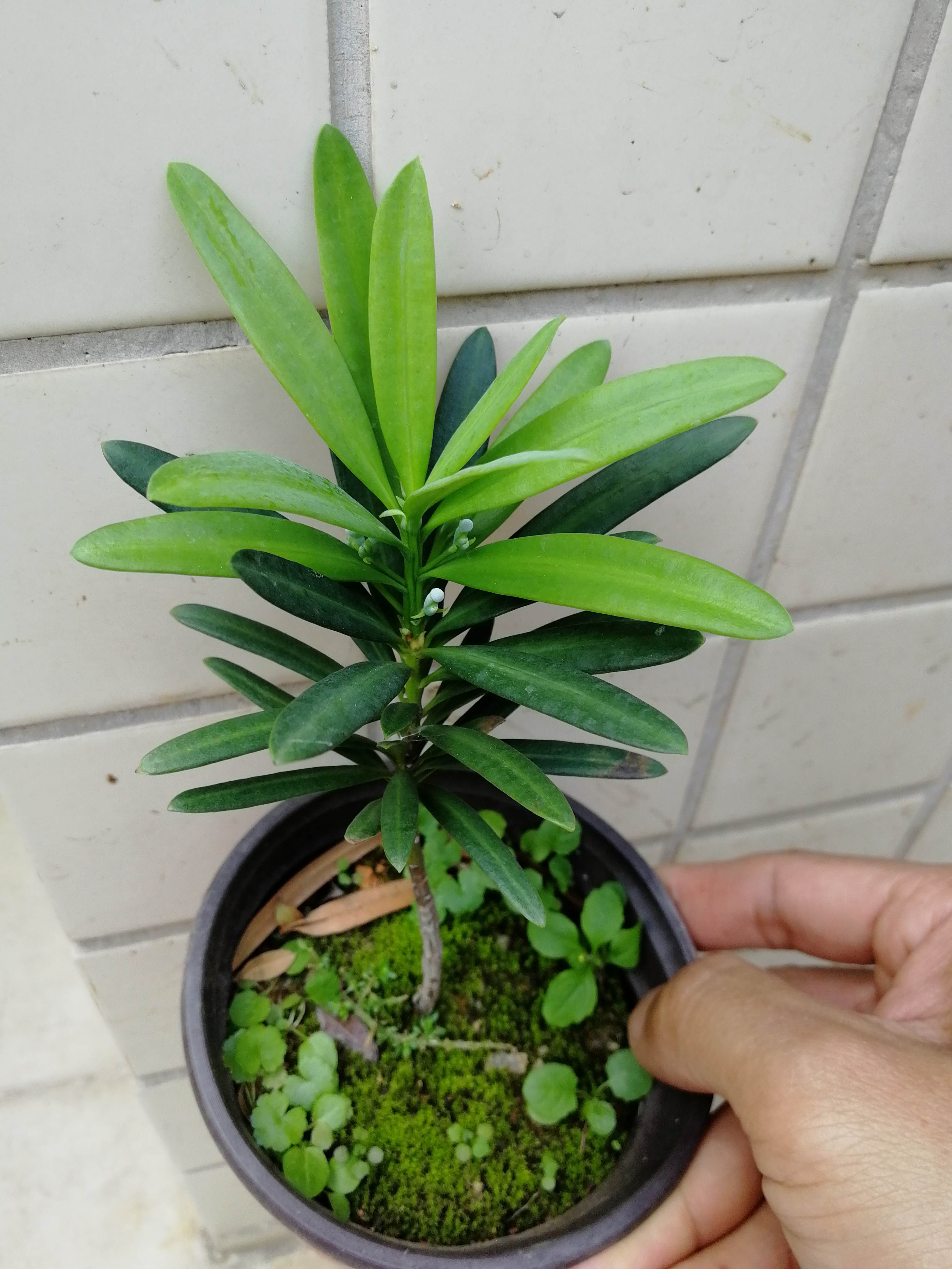 大理罗汉松 罗汉松 扦插苗11至12cm 不含盆