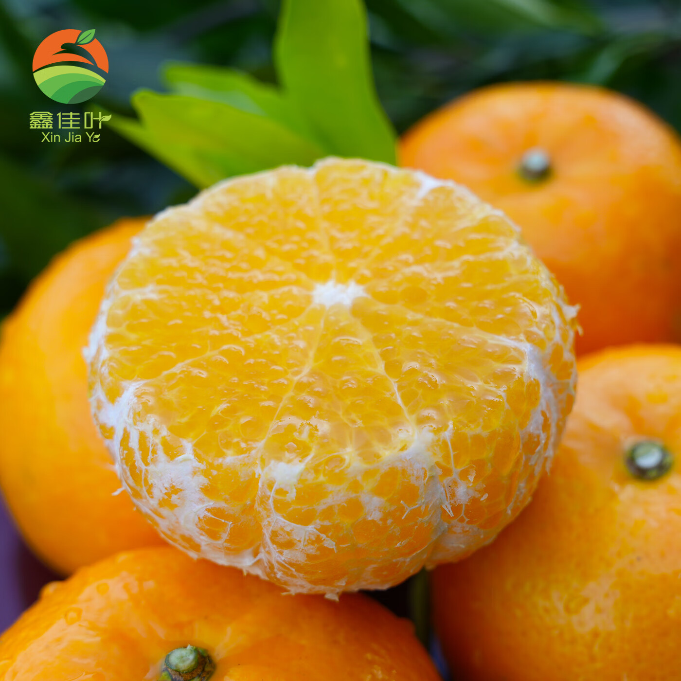 鑫佳叶正宗广西武鸣花皮沃柑新鲜现采柑橘水果 净重4.5斤装 单果55MM+