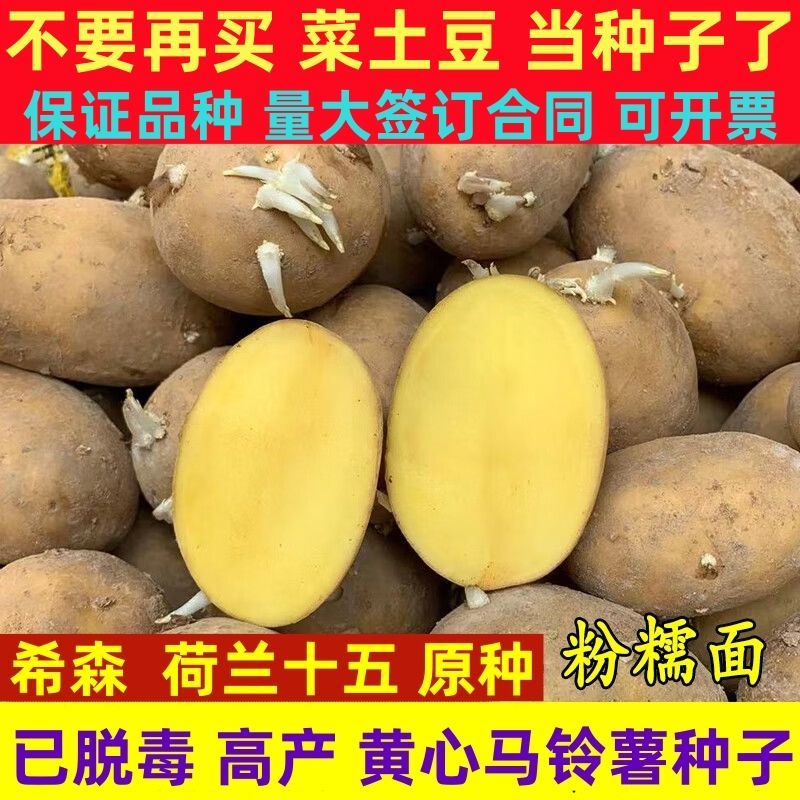 心黄皮脱毒大土豆原种马铃薯种子一级洋芋苗籽 荷兰15(一级原种)净重