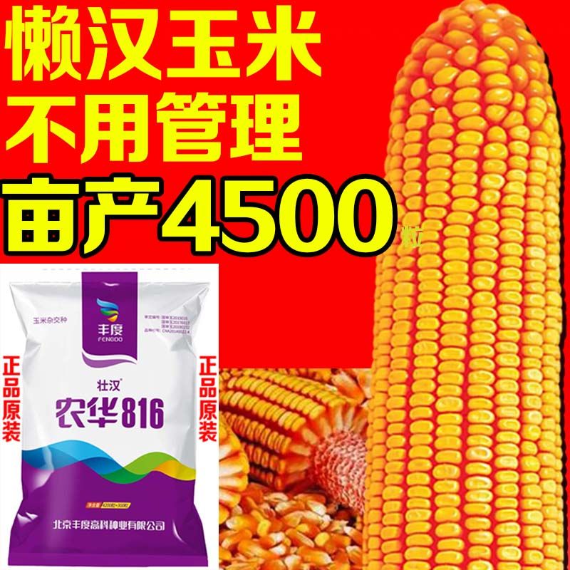 农华816新种稳产矮杆玉米种子大全国审双胞胎抗旱马牙抗倒农科院 农华816【4200粒+300粒】 农华816【4500粒】双胞胎品种使用感如何?