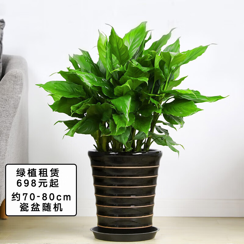 中型盆栽办公室绿植摆上门绿化出租短租全国同城 万年青(租1天价) )