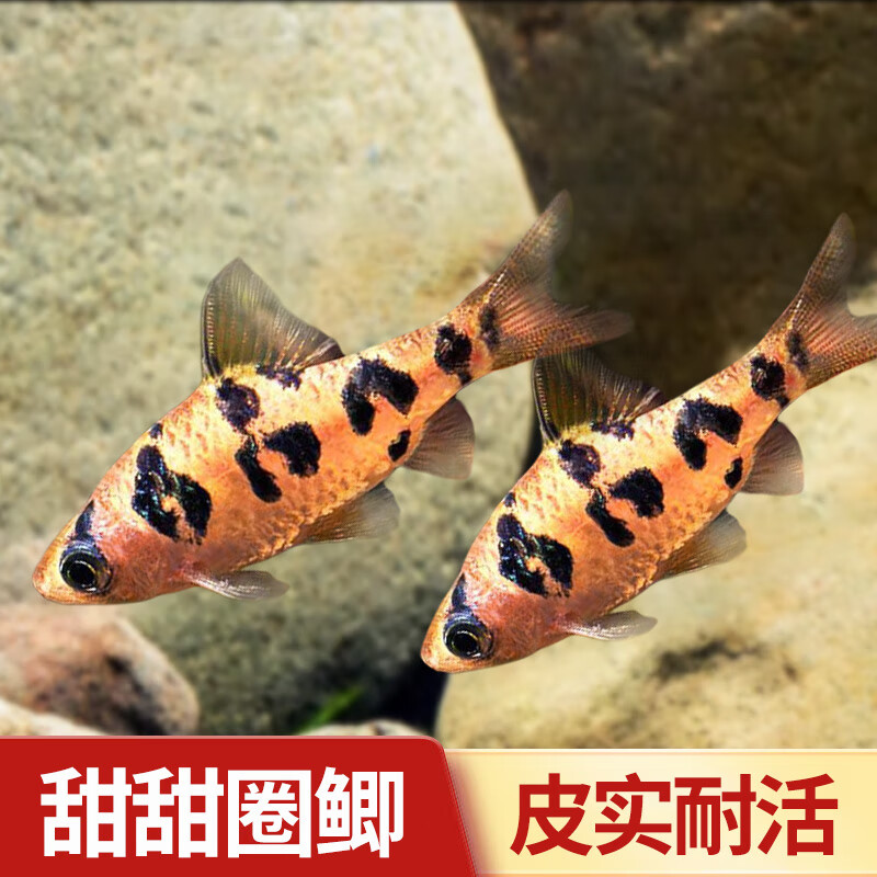 圈圈鲫鱼甜甜圈鲫热带鱼小型观赏鱼草缸群游进口淡水鱼群游鱼活体 3-4