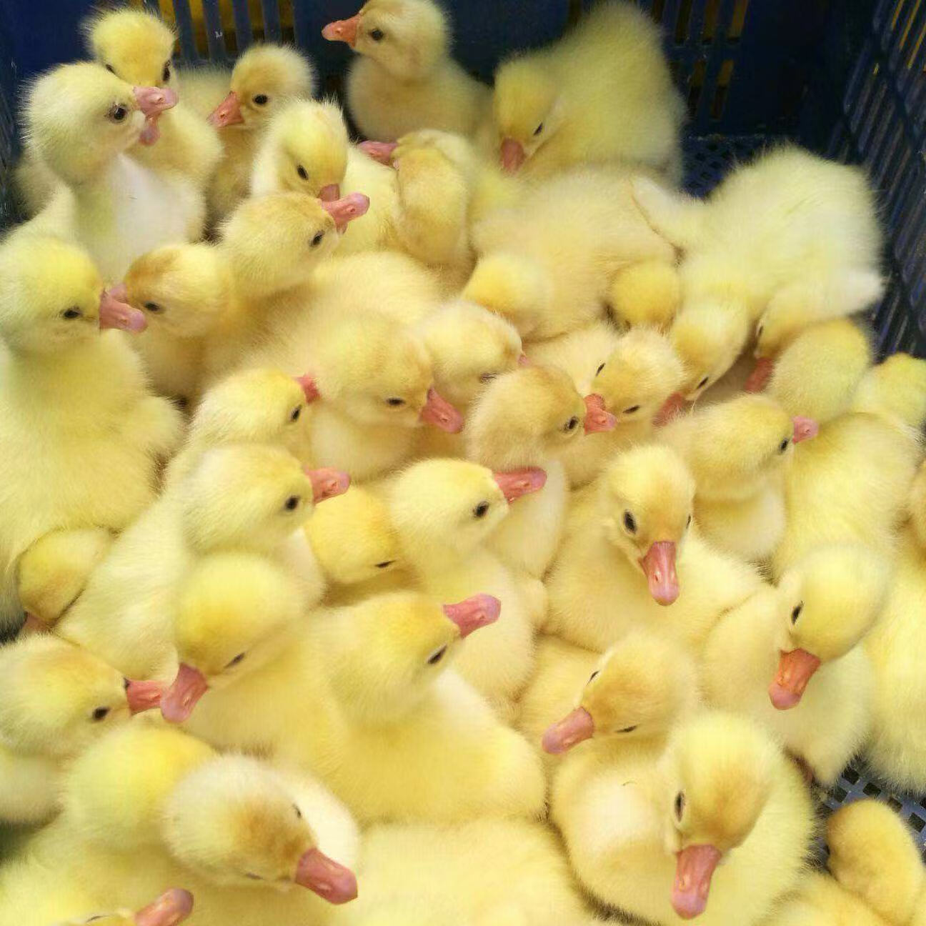 小鹅活苗大种白鹅苗皖西大白鹅泰州鹅四季鹅三花鹅五龙鹅蛋鹅活体 买5