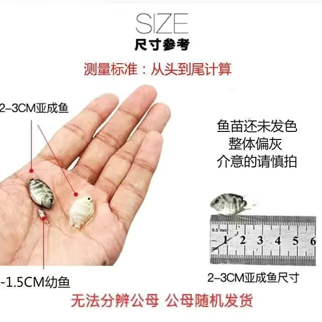 迷你鹦鹉鱼繁殖组配对成功白金宝蓝成鱼热带种公母精品小型鹦鹉鱼