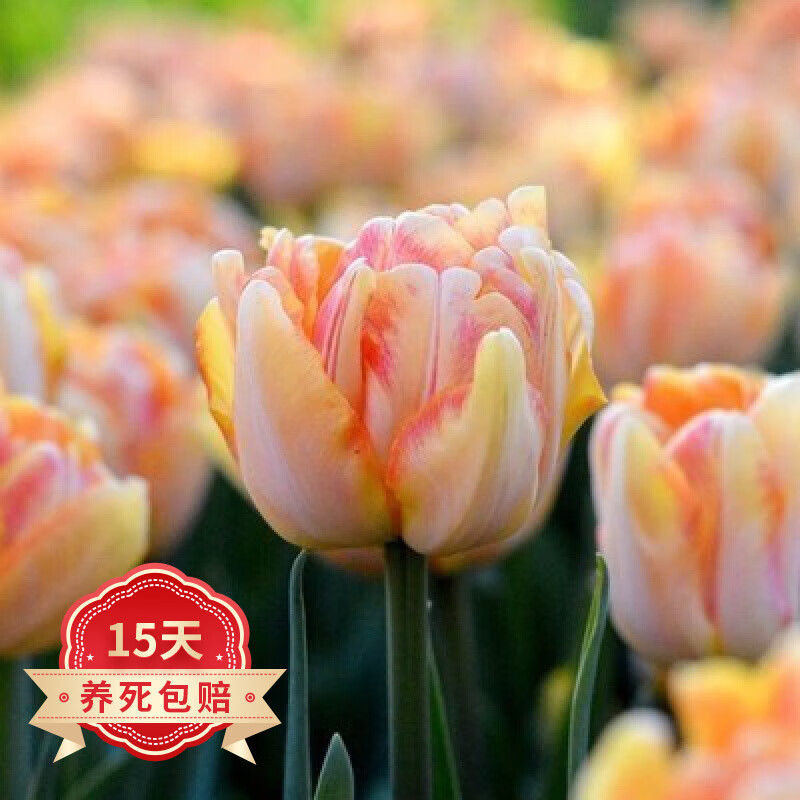 郁金香种球水培荷兰重瓣大种球花卉土养阳台办公桌盆栽植物 狐步舞5球