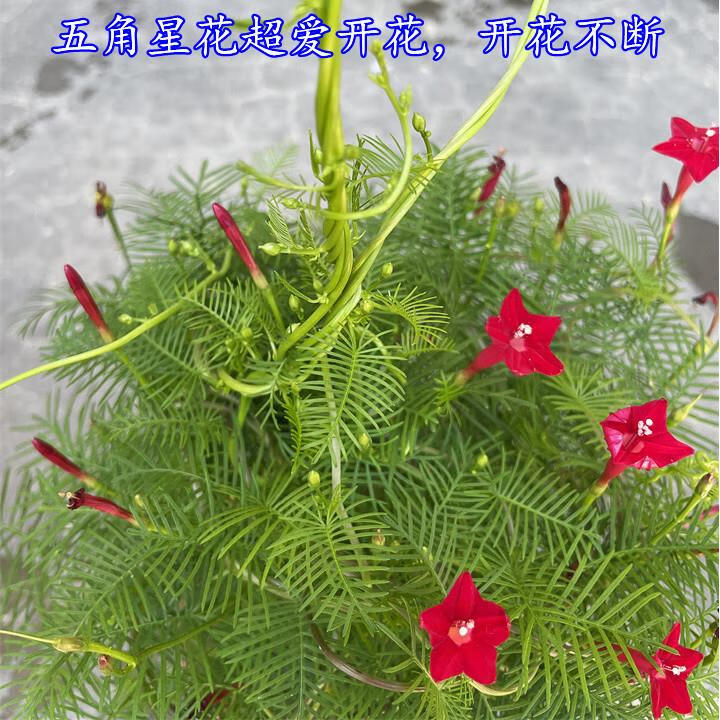 大棵茑萝盆栽 羽叶茑萝苗盆栽 庭院阳台爬藤植物 五角星花苗 带花苞 1