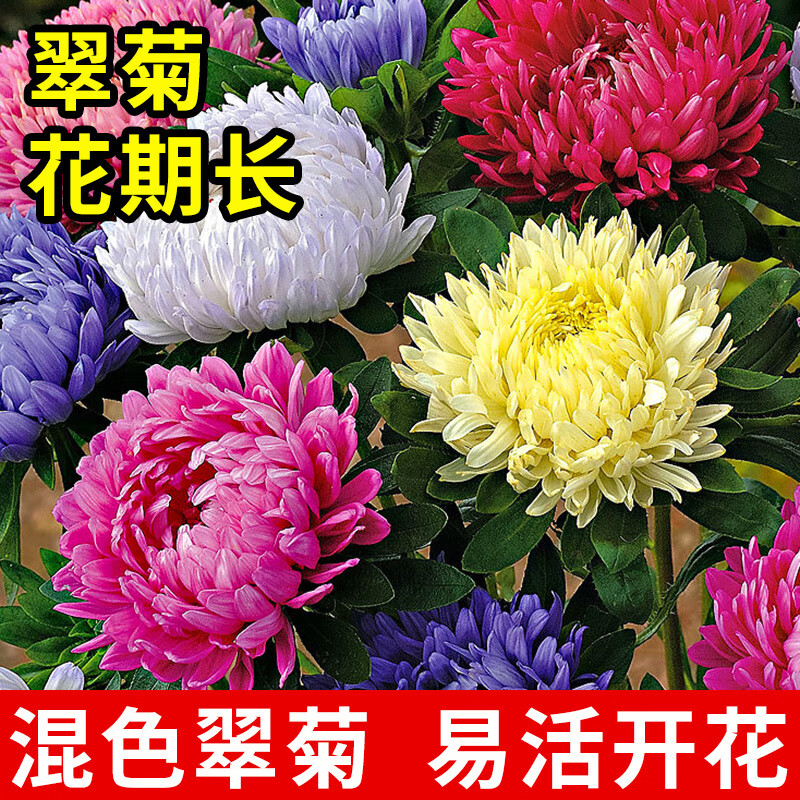 翠菊花种子图片