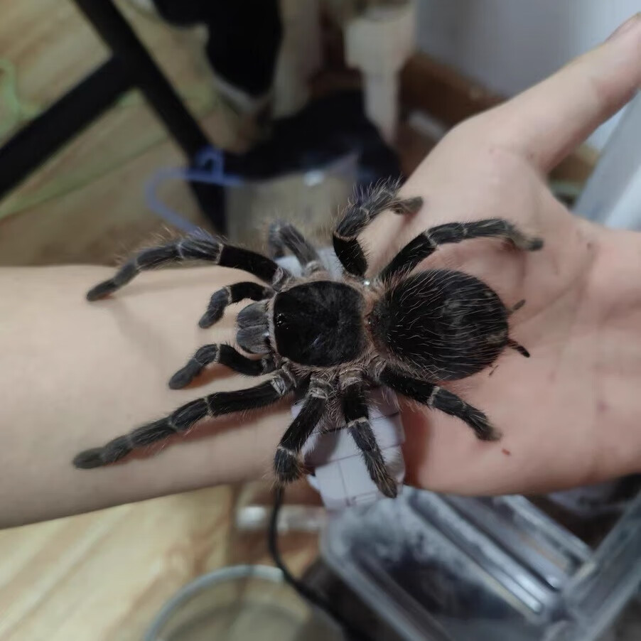 蝶贡巴西所罗门蜘蛛蜘蛛超大号爬宠黑色毛绒网红恐怖无毒暗黑蜘蛛 约2