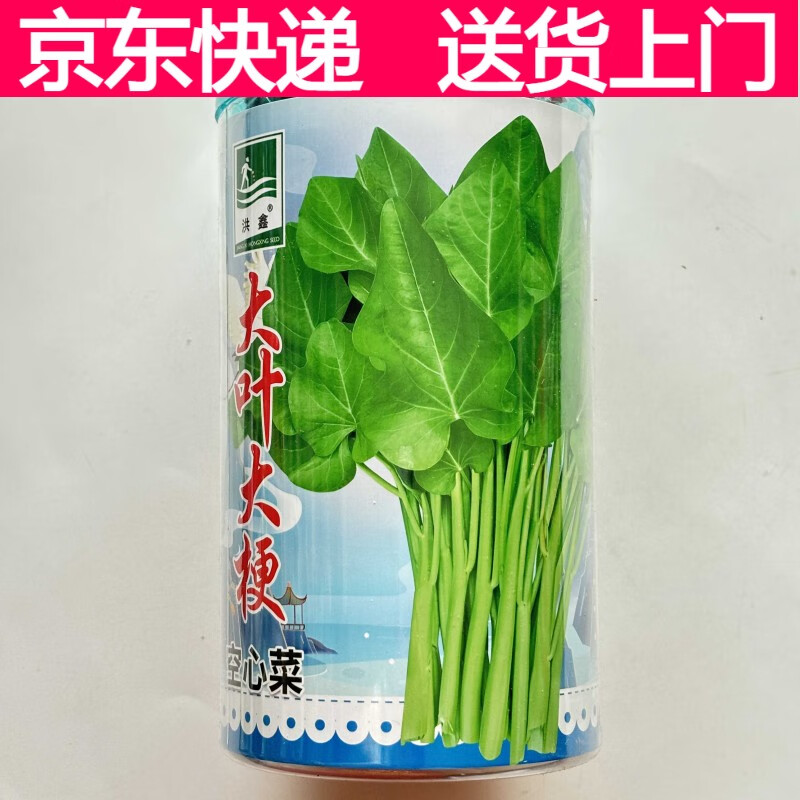 大葉大?？招牟朔N子耐熱耐寒耐雨水空心菜脆嫩江西大葉空心菜種子 大葉大?？招牟恕?00克】X2