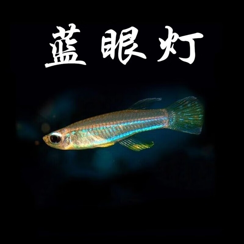 灯科鱼蓝眼灯蓝眼灯鱼金丝蓝眼灯小型灯科鱼热带观赏鱼广东包邮 蓝眼