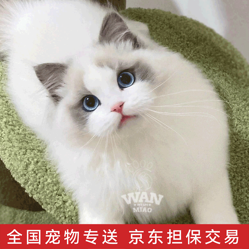 涴喵【视频挑选】精品宠物猫幼猫活物家养猫咪活体小猫 宠物级 【布偶】