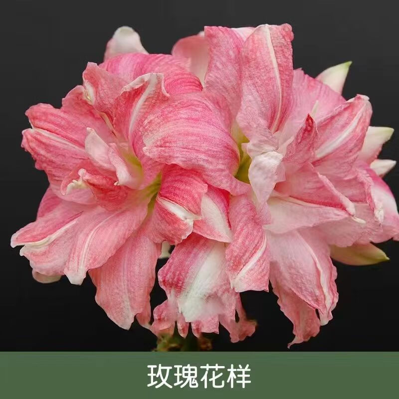 玫瑰花样 大球 3 个【两个月开花】包对版