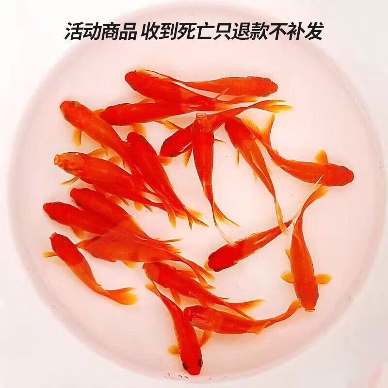 易萌 金鱼活体冷水鱼观赏鱼水族宠物活体鱼红草金鱼淡水鱼苗 小金鱼3-5cm 5条怎么样,好用不?