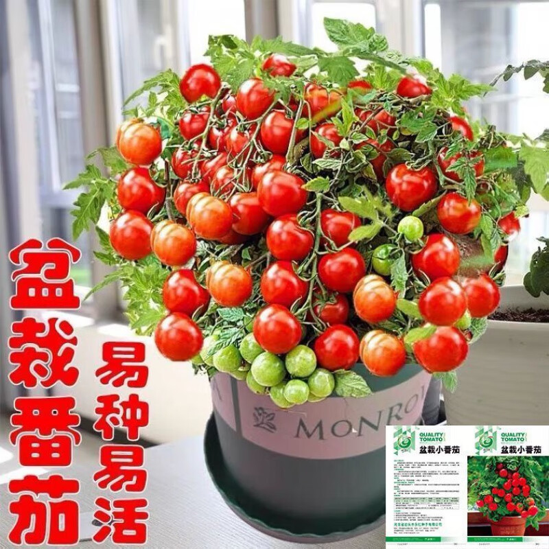 矮生番茄种子原装【一包】约50粒