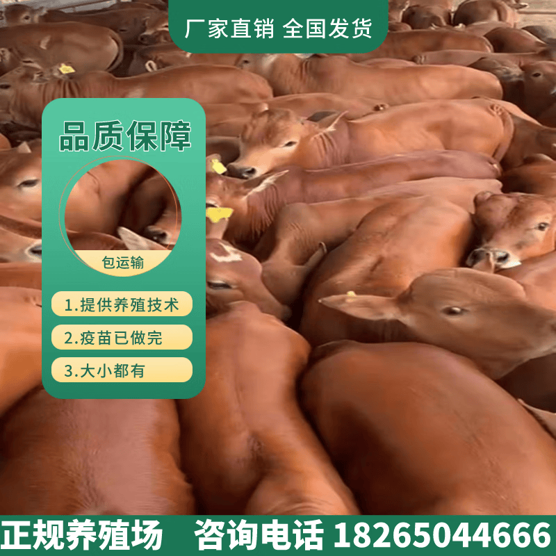 山东纯种小黄牛活牛苗鲁西黄牛犊子西门塔尔牛小牛犊子活牛苗种牛