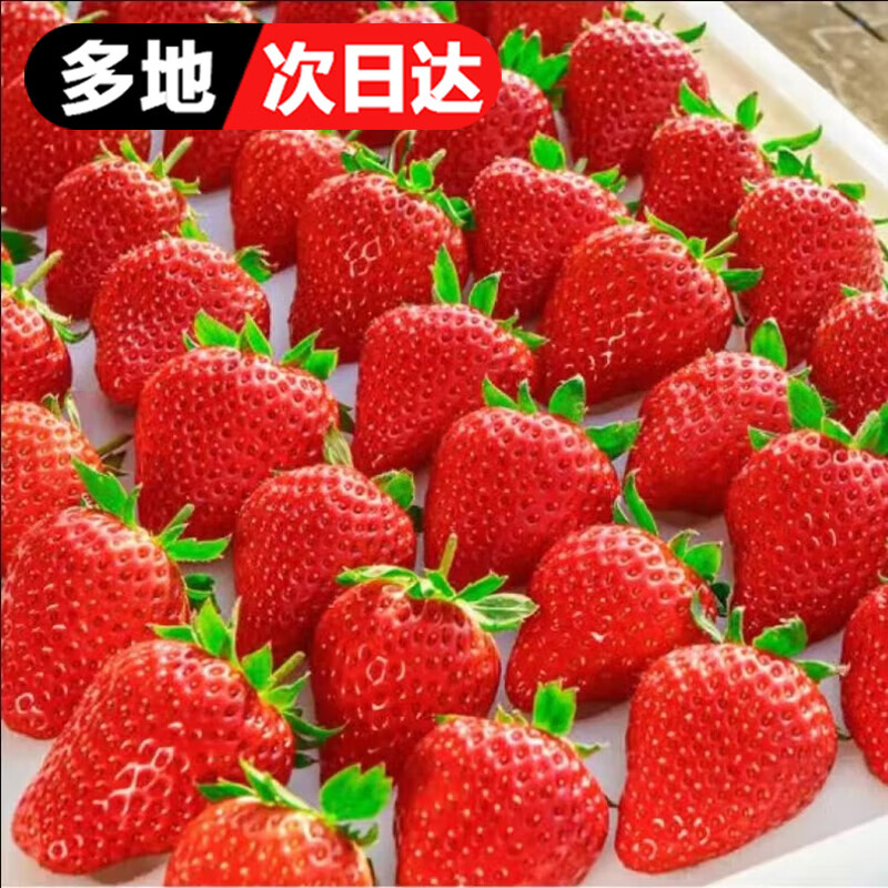 褚味 京金榜 红颜99大草莓牛奶草莓品种 2斤装（单果12-15g）限亏冲量 大果（单果约15-20g）