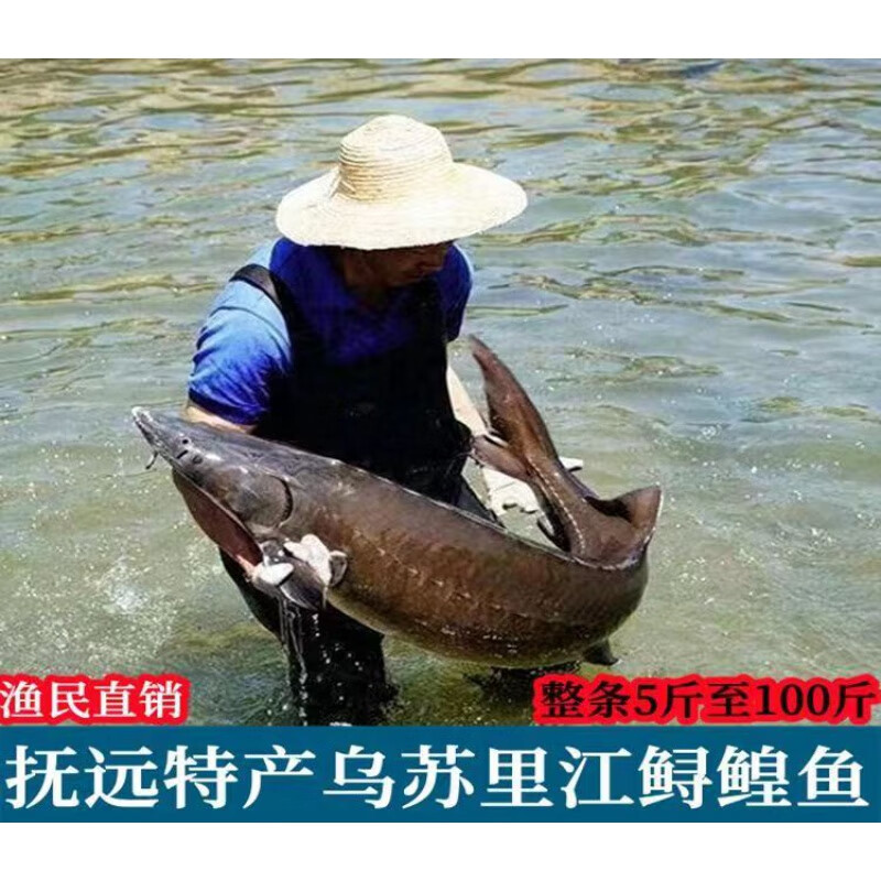 鱼七秒鲟鱼黑龙江抚远特产红龙皇鱼整条鲜活冷冻东北黄鱼肉食用水产