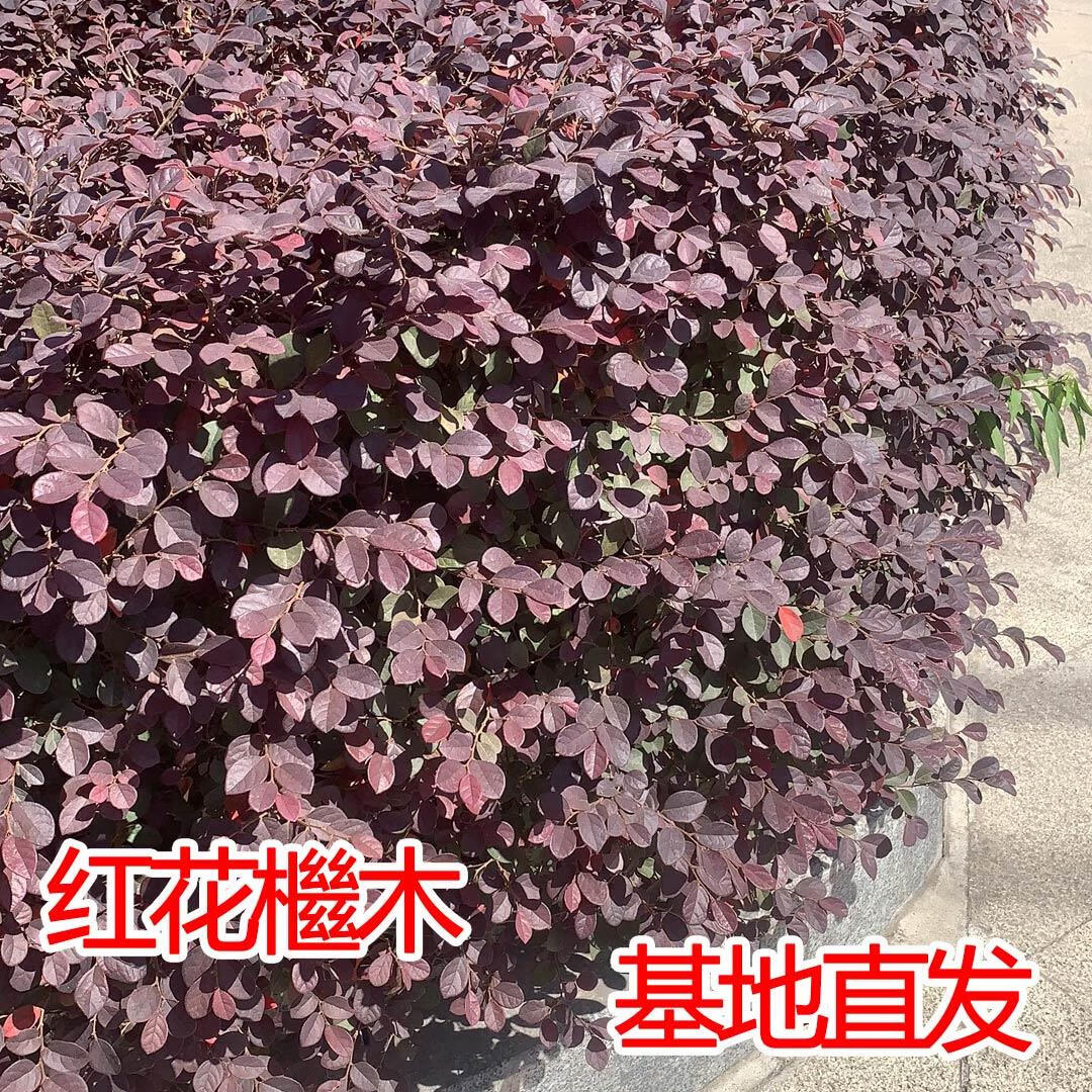 红花继木树苗庭院道路绿化植物红花继木球绿篱工程小苗红花檵木苗