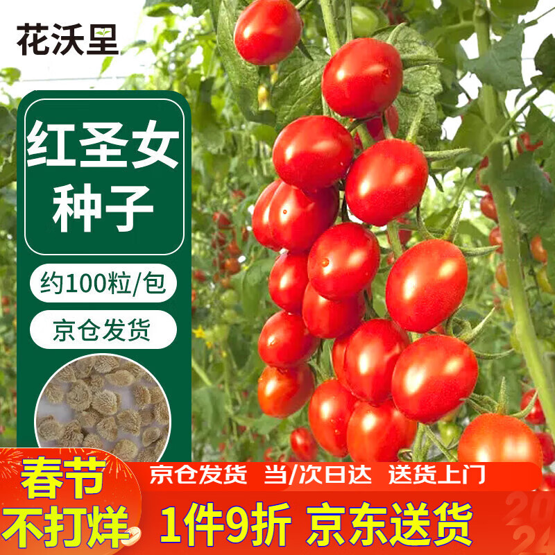 花沃里红圣女果100粒/包 蔬菜种子红珍珠番茄小西红柿阳台庭院田间种植