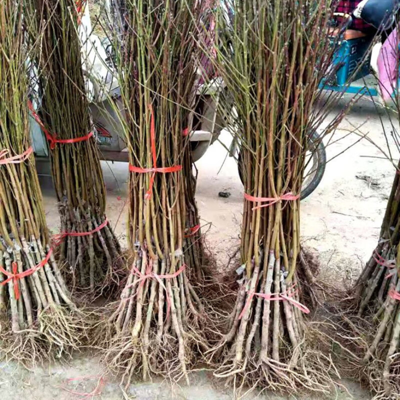 垣栀桃树苗新品种 中国红桃王树苗 红桃王桃树苗嫁接 特大果560 1年