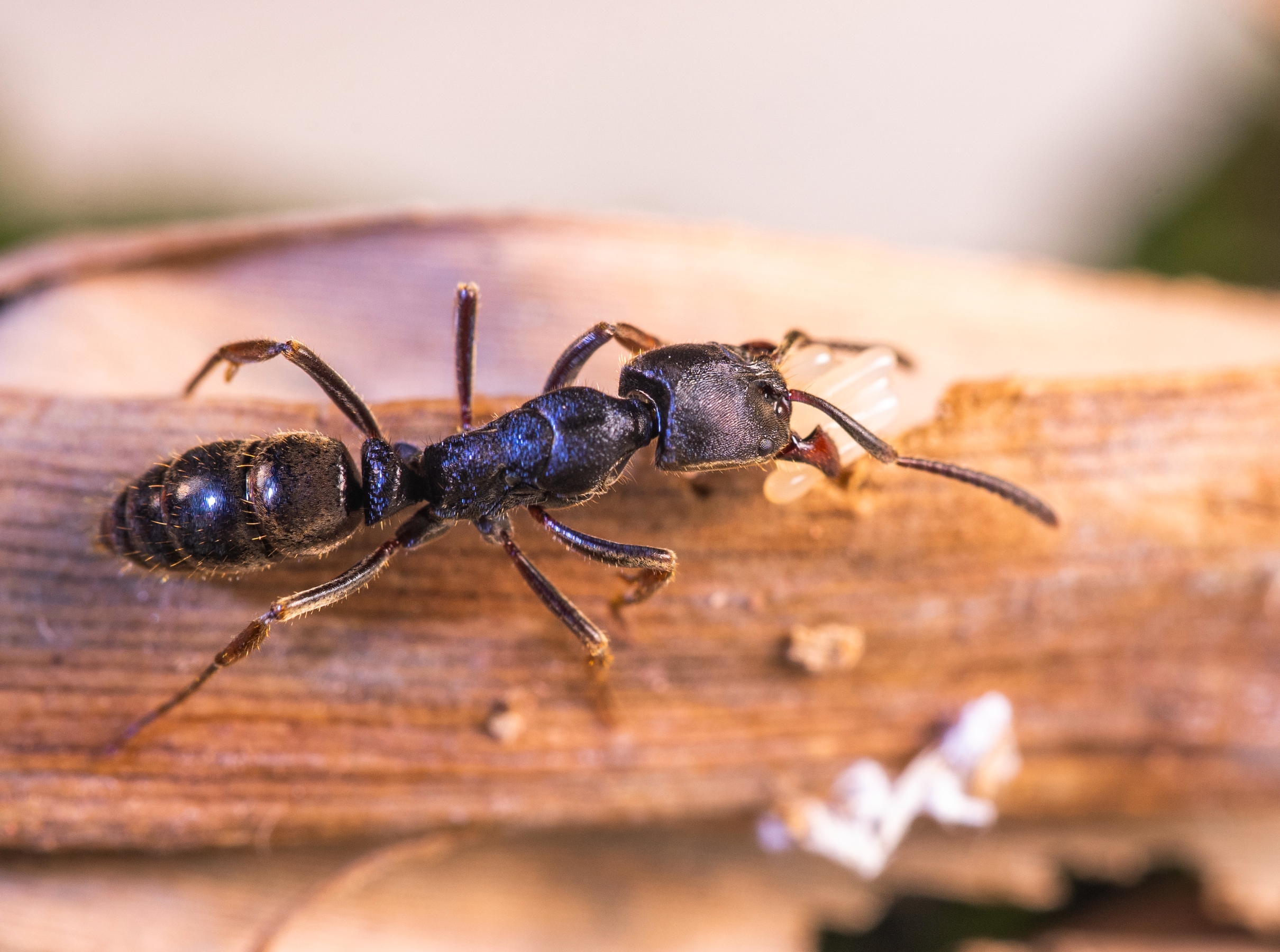 扁头猛蚁pachycondyla astuta铁甲勇士猛蚁宠物蚂蚁 新后一只