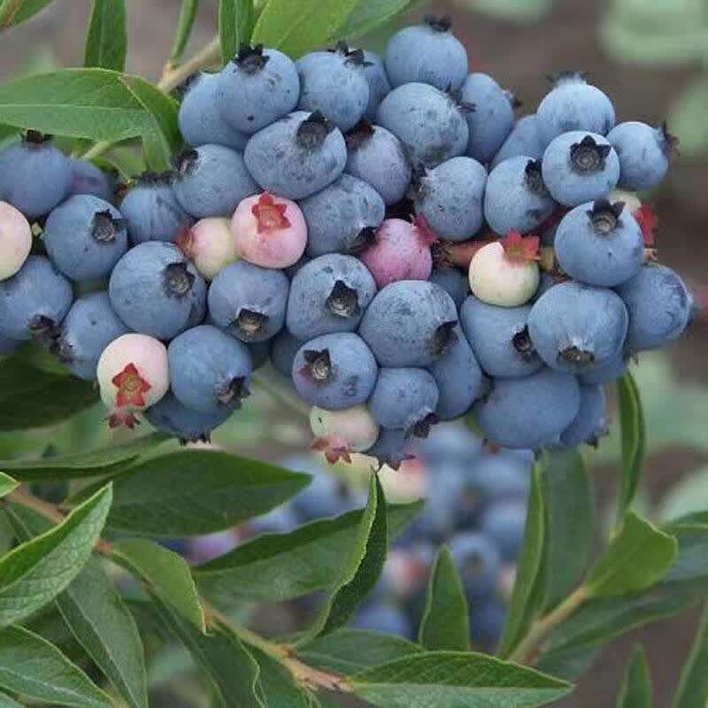 哒琳北北蓝莓树苗果树苗盆栽地栽南方北方四季种植庭院阳台带原土现挖