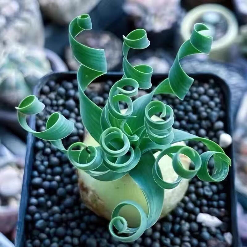 稀有贵货开花宽叶弹簧草多肉植物盆栽奇趣块根种根肉肉植物 宽叶弹簧