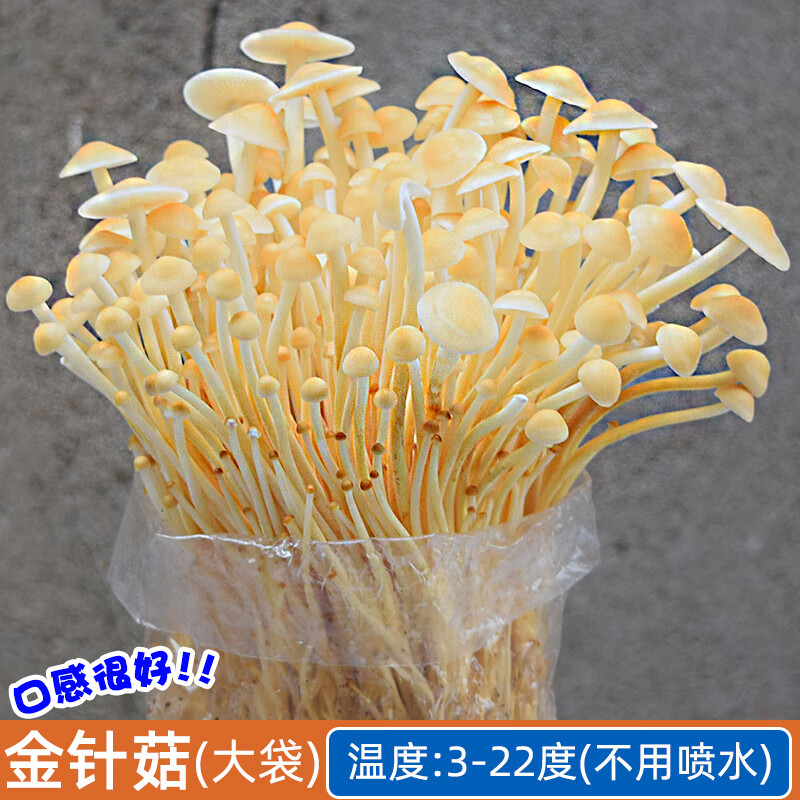 菌种菌包菌棒蘑菇菌菇种子多肉植物家庭种植 黄色金针菇(大袋高产)
