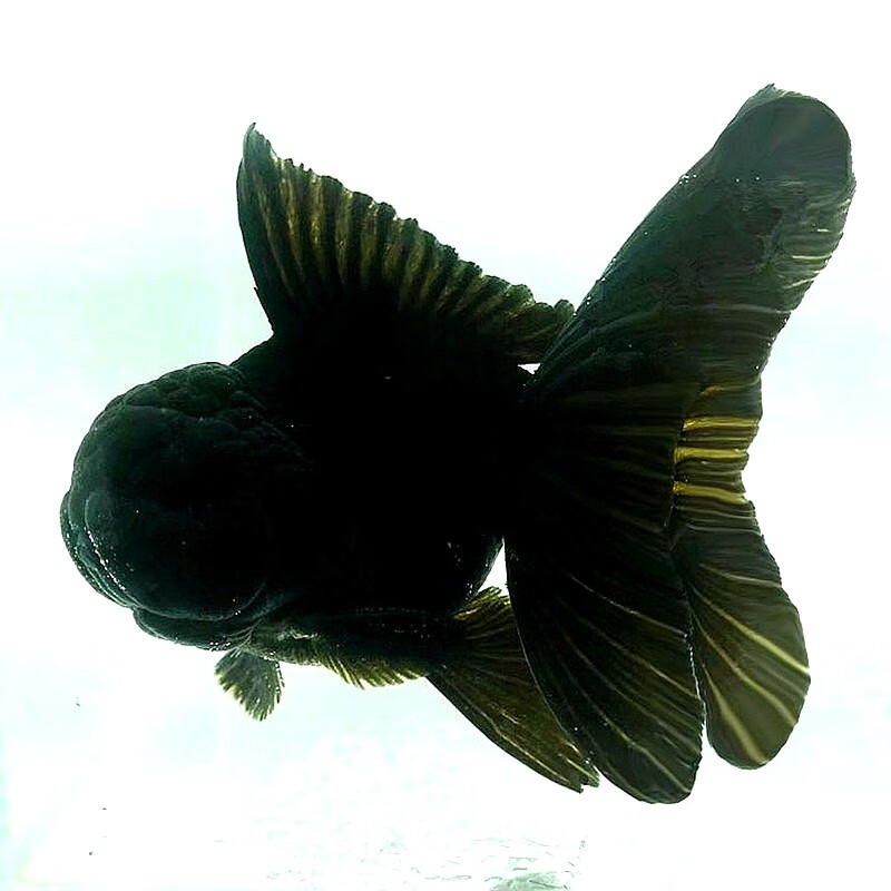 7-8cm精品娃娃脸黑泰狮 1条