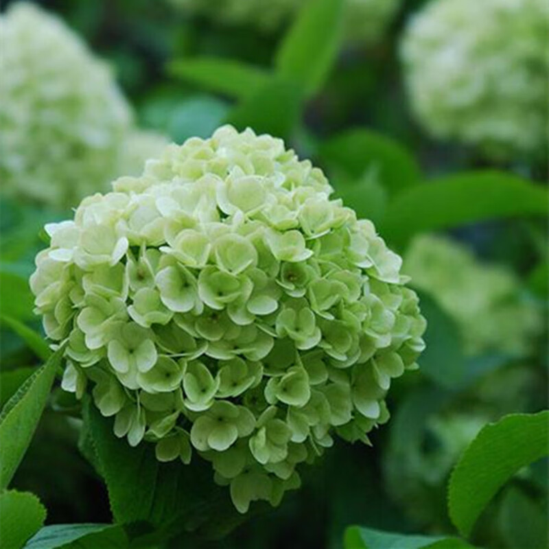 琼花玉叶新品种绣球花苗盆栽四季开花无尽夏花卉植物室内大花带花苞包