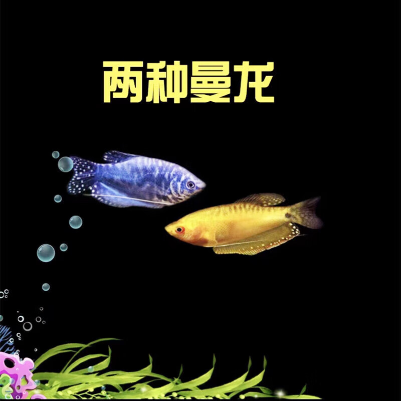 墨一曼龙鱼观赏鱼热带鱼小型鱼淡水鱼活体好养五彩丽