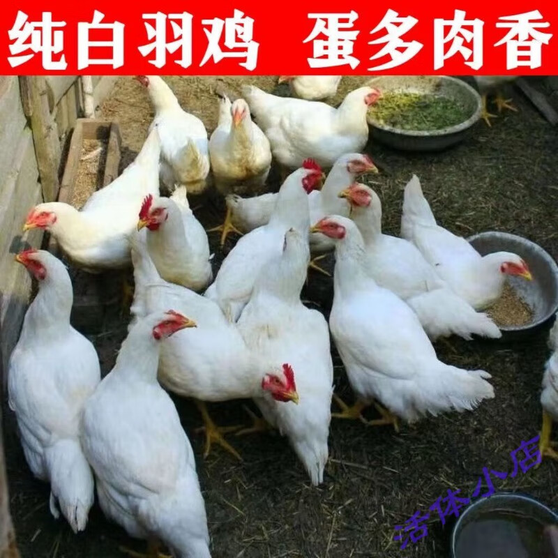 半斤正宗白来航鸡白羽鸡纯白色的鸡观赏鸡蛋鸡土鸡 半斤白羽鸡【5母】