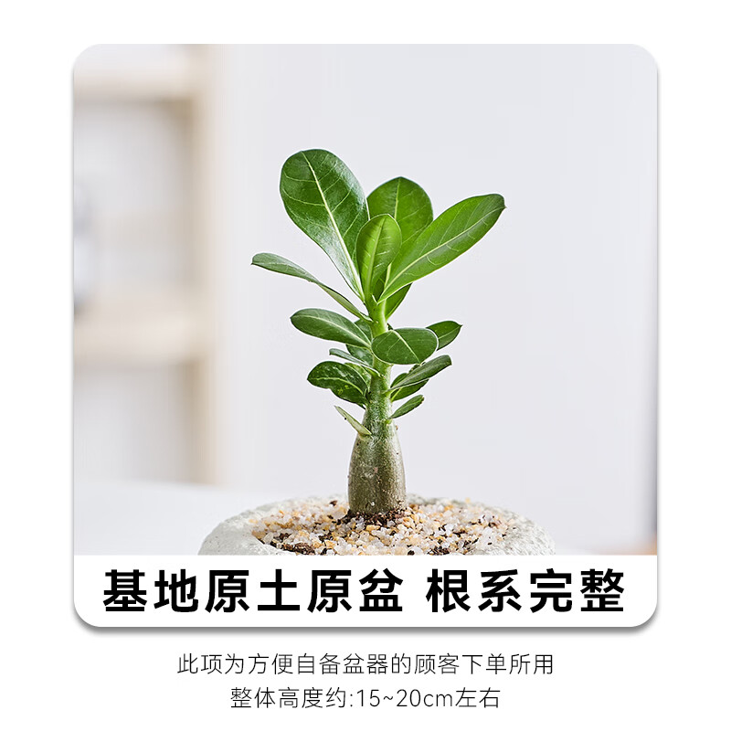 胖胖樹沙漠玫瑰盆栽多肉植物花卉易活四季喜陽耐曬客廳辦公室綠植 胖胖樹沙漠玫瑰【基地原盆】 帶盆栽好
