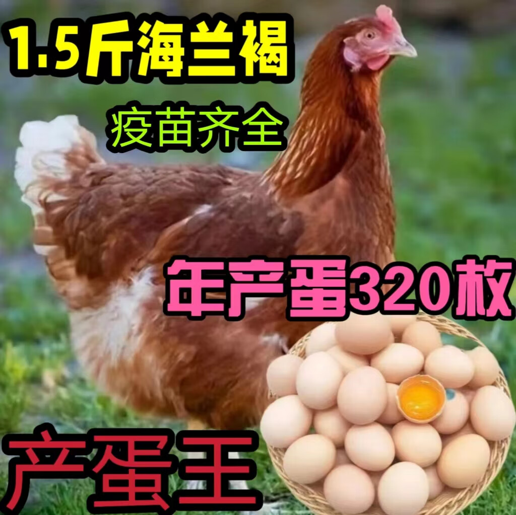 5斤正宗海兰褐高产蛋小鸡活苗半大青年鸡鸡苗农家散养土鸡活苗 1.3-1.
