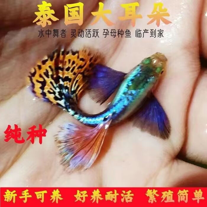 纯种大耳朵马赛克孔雀鱼精品孕母临产大肚热带鱼观赏鱼好养 3-4月龄大