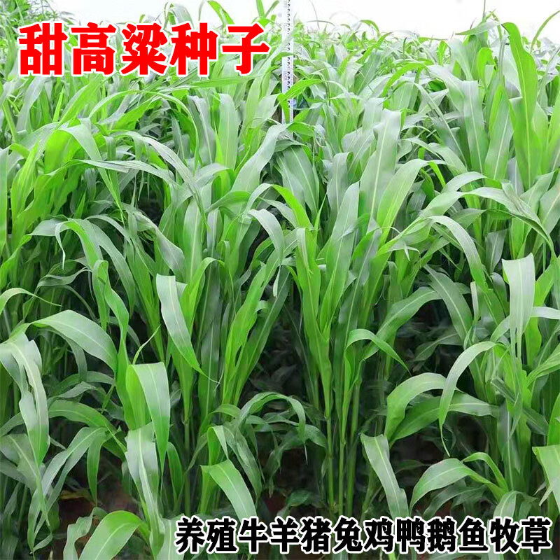 高丹王草种子四季养牛羊鹅猪兔喂鱼草种再生大力士甜高粱牧草种子 高丹王草种子4斤【实发5斤】