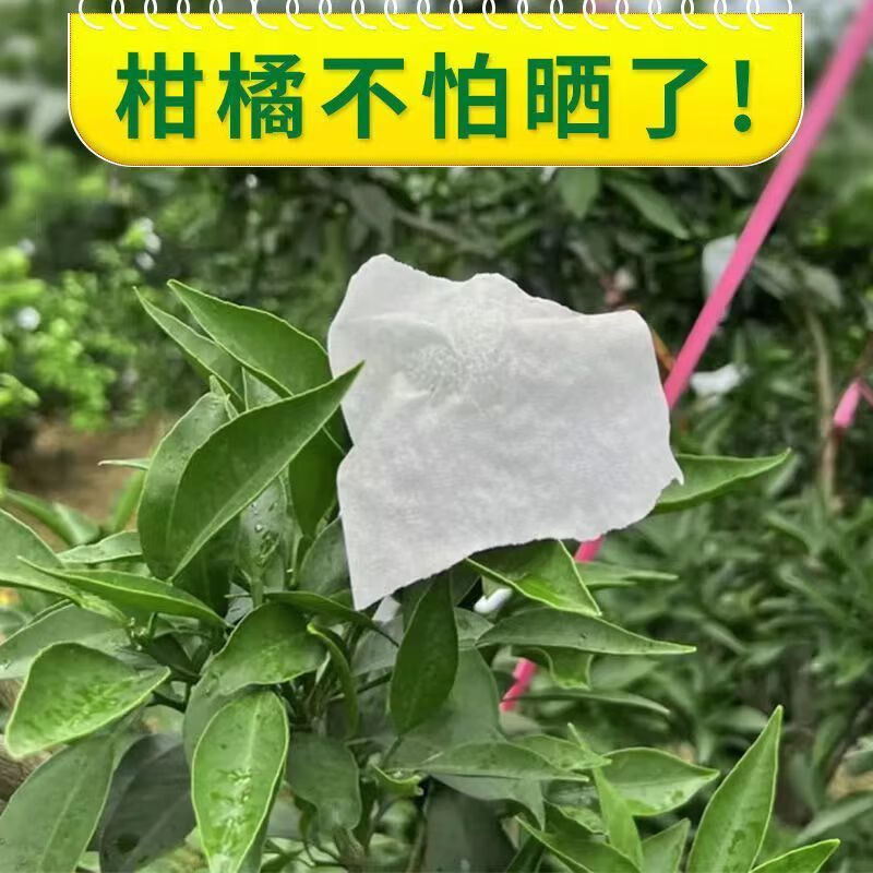 山头林村纸柑橘贴纸沃柑桔子水果太阳果贴脐橙子果树日灼 柑橘防晒贴