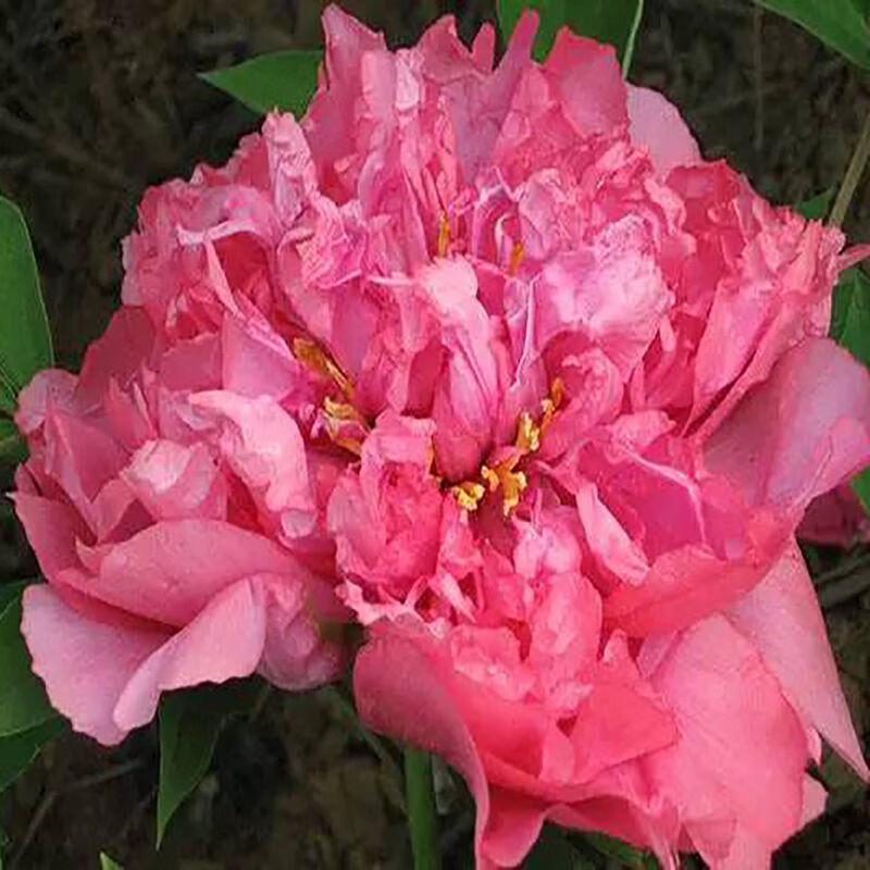 瑞飘牡丹花苗盆栽正宗洛阳带花苞牡丹花种大苗缠枝重瓣花卉牡丹花树苗