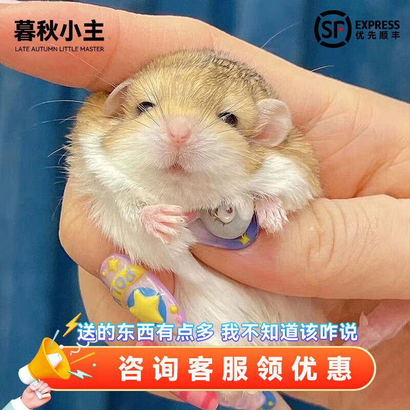 暮秋小主家养通心粉沙鼠幼崽活物网红小型粘人学生宿舍宠物活体亲人可
