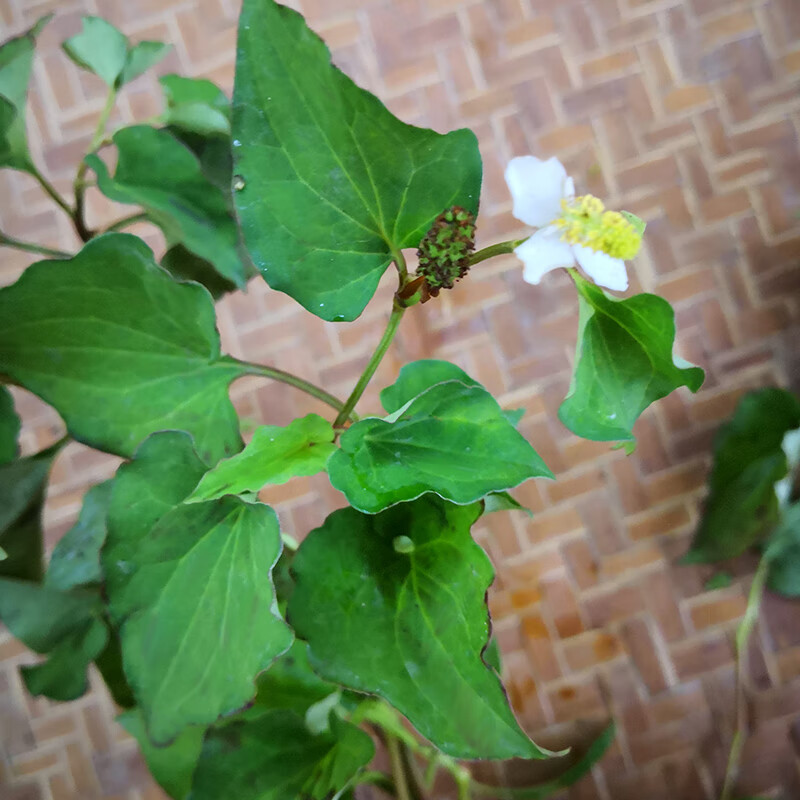 鱼腥草干新鲜现采野生嫩叶茎叶凉拌叶子茶嫩广东折耳根500克