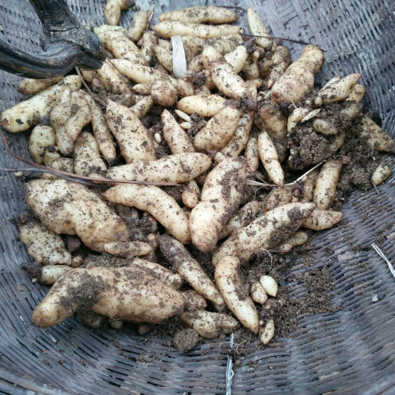 ��֮��������������һ������500gһ������������1�����ں��ӽ��������� ��������3��