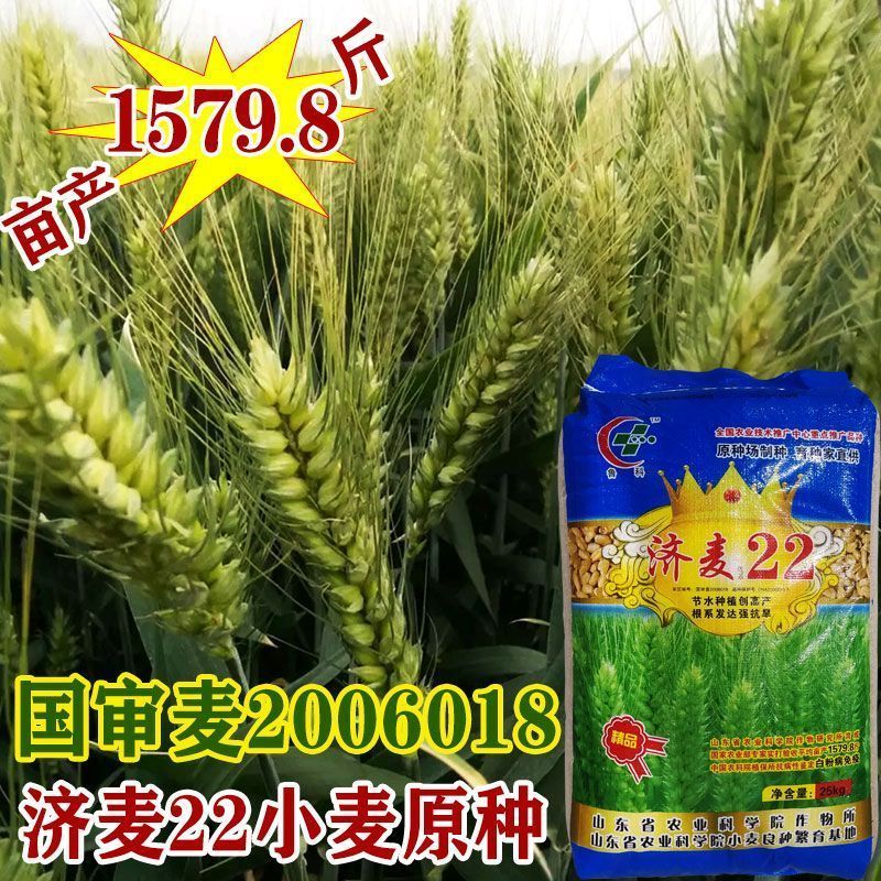 朵芮蜜济麦22小麦强筋冬小麦种子丰产鲁科小麦矮秆抗倒大穗原种孑 济